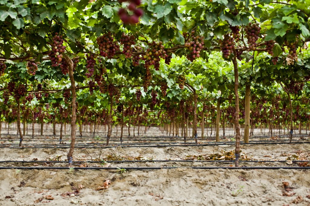 Cultivo de arándanos con riego por goteo TYCSA
