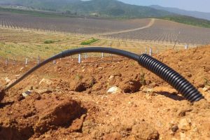 Plantación de paltos con riego por goteo TYCSA